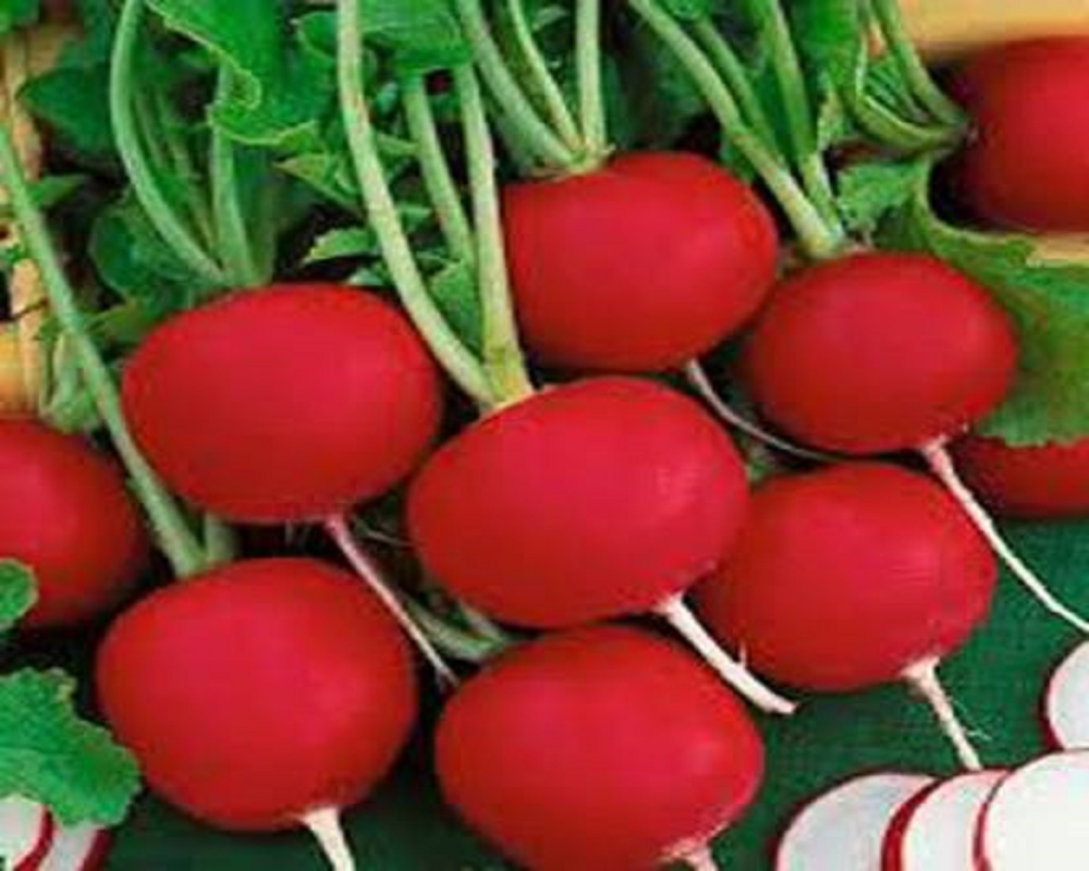 Red Radish