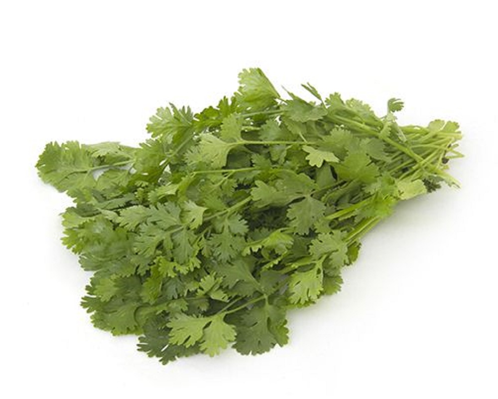 Coriander 