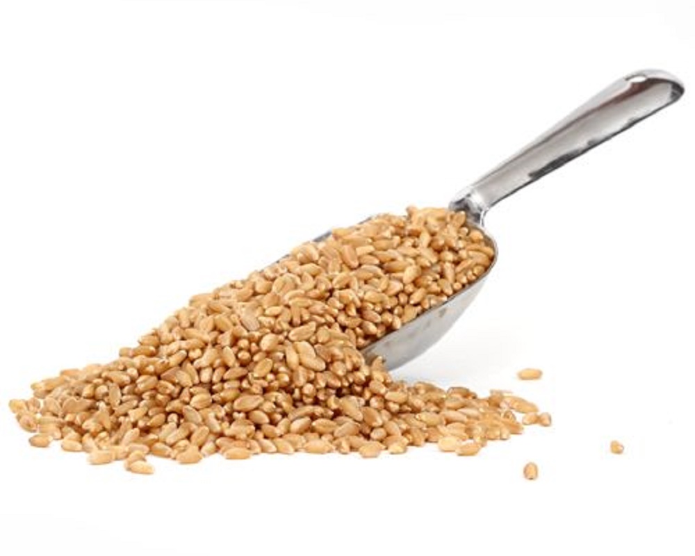 Wheat Lokwan